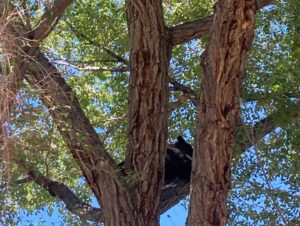 Stay In Salida Blog - hungry bear up in the tree in Salida