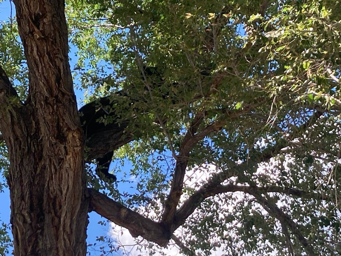 Stay In Salida Blog - hungry bear up in the tree in Salida