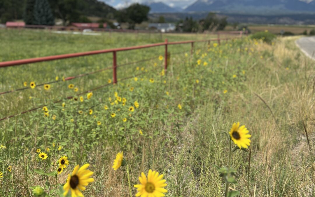 Wildflowers in Colorado!