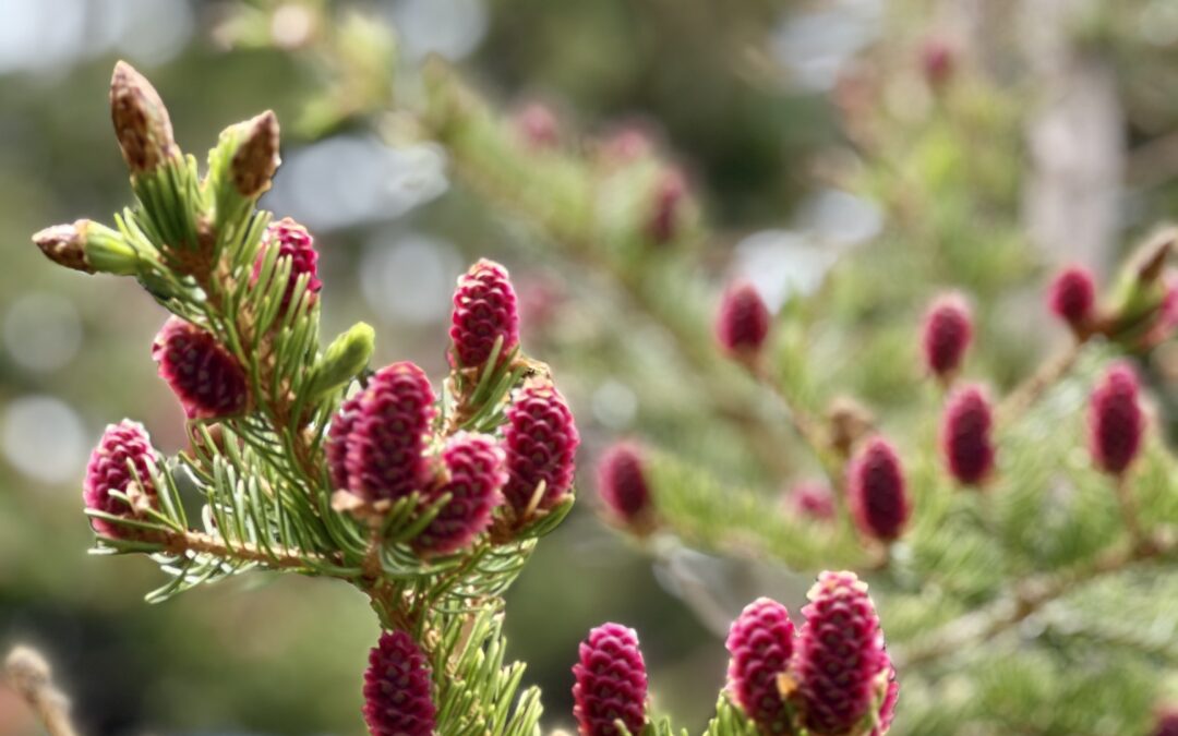 Purple/pink cones of the ancient Bristlecone Pinetree