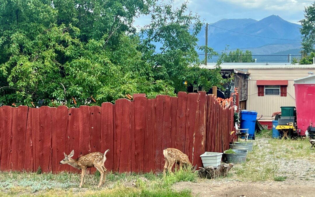 Fawns on Lawns