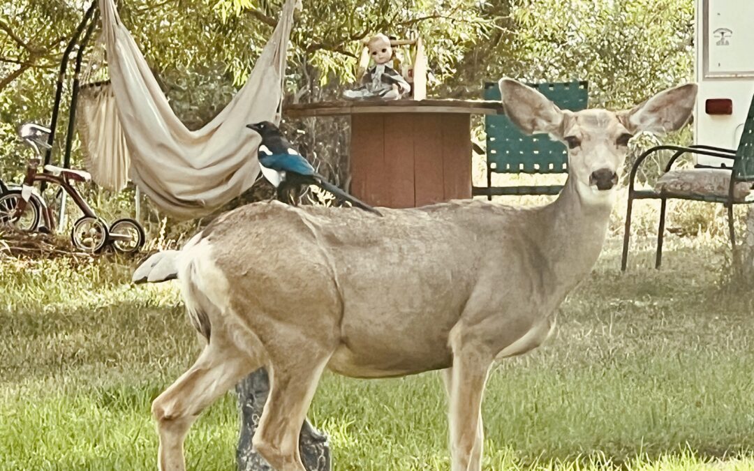 Colorado Wildlife…in the front yard