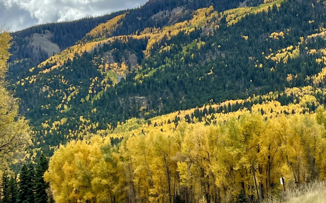 360-degree Colorado Aspen grove fall colors