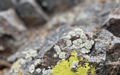 High-desert Lichen – did you know?…