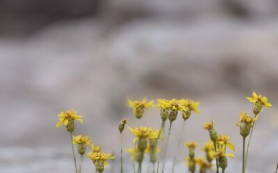 Desert Blossoms!!